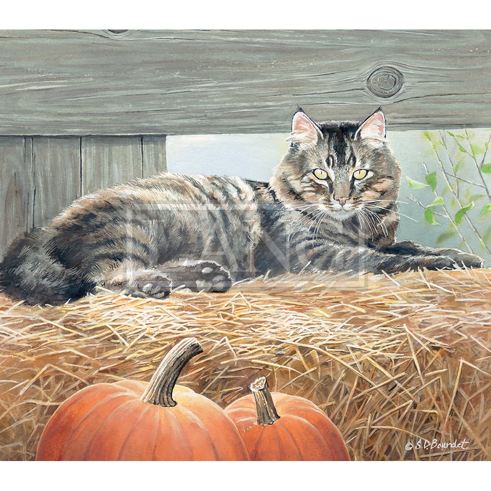 2023 cats in the country wallpaper october width=&quot;1000&quot; height=&quot;1000&quot;